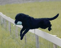 International FTCH Brookbird Daniel - 'Danny' - Awards: 3rd Irish Retriever Championship 2003 + 2nd and Gun's Choice Irish Retriever Championship 2004  + 2nd Irish Retriever Championship 2005 + Irish Retriever of the Year 2005 + Winner of 10 open stakes  + Represented Ireland 5 times at the CLA Game Fair + Represented Ireland 4 times at the Skinners World  Cup + including being on the Winning Team in 2003. Danny sadly left us in October 2012.