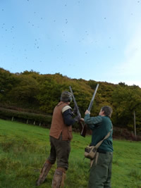 Brigands Driven Pheasant Shoot - Powys - WALES