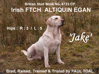 ALTIQUIN's Own:  Irish FTCH Altiquin Egan  -  JAKE