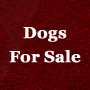 Dogs for Sale