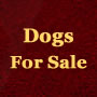Dogs for Sale