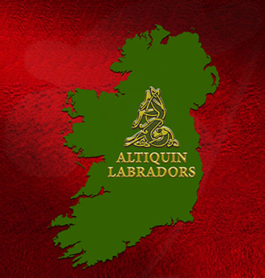 Altiquin Labradors in Ireland - The Emerald Isle - 